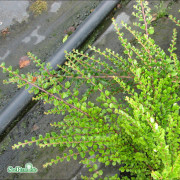 Lingonoxbär - Cotoneaster horizontalis (Storlek: 80 stam C4)