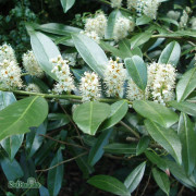 Lagerhägg - Prunus laurocerasus Otto Luyken (Storlek: 80 stam co)