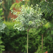 Silverbenved - Euonymus fortunei Emerald´n Gaiety (Storlek: 80-90 stam co)