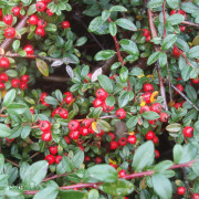Parkoxbär - Cotoneaster x suecicus Coral Beauty (Storlek: 80 stam C5)