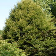 Flikbok (Storlek: 150-175 C7,5)