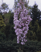Pelarkörsbär - Prunus (Sato-zakura-Gruppen) Amanogawa (Storlek: solitär 150-200 co)