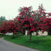 Rosenhagtorn - Crataegus x media Paul´s Scarlet (Storlek: 90-110 stam co)