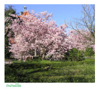 Vårkörsbär - Prunus Accolade (Storlek: 120 stam C7,5)