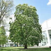 Hästkastanj - Aesculus hippocastanum (Storlek: utr 150-200 co)