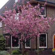 Japansk Körsbär - Prunus (Sato-zakura-Gruppen) Kanzan (Storlek: 120 stam co)