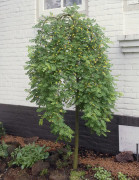 Hängkaragan - Caragana arborescens Pendula (Storlek: 120 stam C10)