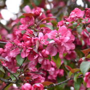 Prydnadsapel - Malus Royal Beauty (Storlek: 150 stam C10)