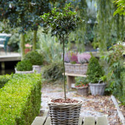 Blå Järnek - Ilex x meserveae Blue Maid (Storlek: 80 stam C10)