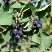 Bärhäggmispel / Saskatoon - Amelanchier alnifolia Martin (Greatberry ® Fruity) (Storlek: 30-40 C2)
