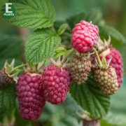Hallon - Rubus idaeus Laszka E (Storlek: C2)