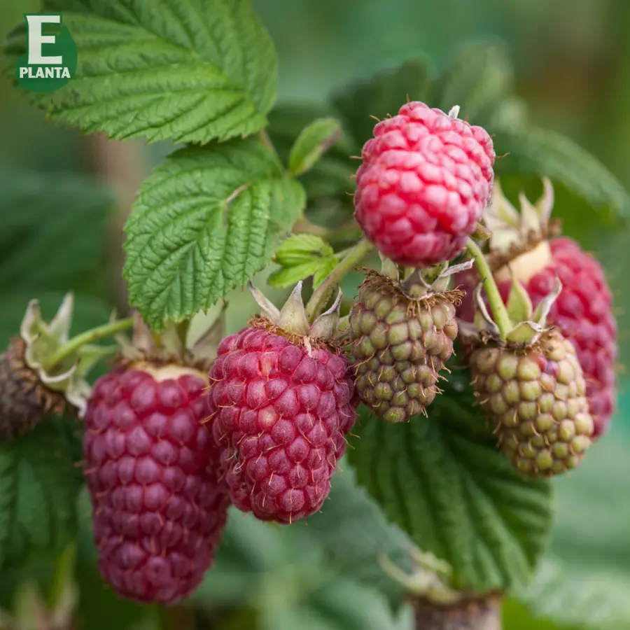 Hallon - Rubus idaeus Laszka E (Storlek: C2)