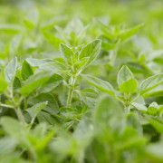 Oregano, Stickling, Origanum vulgare 2-pack - Origanum vulgare