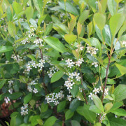 Liten Svartaronia - Aronia melanocarpa Hugin (Storlek: E-planta busk C3,5)