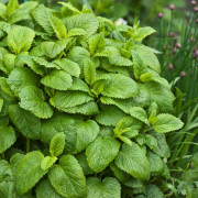 Citronmeliss - Melissa officinalis (Krukstorlek: 0,5-1L)