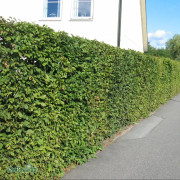 Avenbok - Carpinus betulus (Storlek: Häck 40-50 C2)