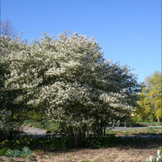 Prakthäggmispel - Amelanchier lamarckii (Storlek: solitär 125-150 co)
