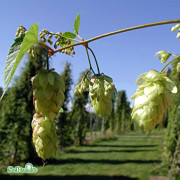 Humle - Humulus lupulus Korsta (Storlek: C2)