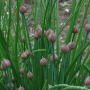 Gräslök - Allium schoenoprasum (Krukstorlek: 0,5-1L)