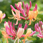 Blomsterkaprifol - Lonicera x heckrottii American Beauty (Storlek: 80-100 C2)