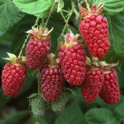 Hallon - Rubus idaeus Ottawa (Storlek: C2)