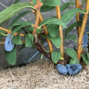 Blåbärstry / Honungsbär - Lonicera caerulea var. kamtschatica Balalajka (Balalaika) (Storlek: busk C3,5)
