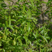 Citronverbena - Aloysia citriodora (Krukstorlek: 0,5-1L)