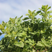 Origanum vulgare Aureum Variegata, Oregano, Krukstorlek: 0,5-1L