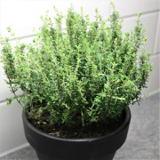 Kryddtimjan - Thymus vulgaris Faustinii (Krukstorlek: 0,5-1L)