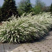 Norsk-Brudspirea - Spiraea × cinerea 'Grefsheim' E (Storlek: Häck C1)