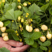 Vitt Smultron - Fragaria vesca Snövit (Krukstorlek: E-planta P9cm)