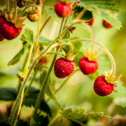 Parksmultron - Fragaria moschata Askungen (Krukstorlek: E-planta P9cm)