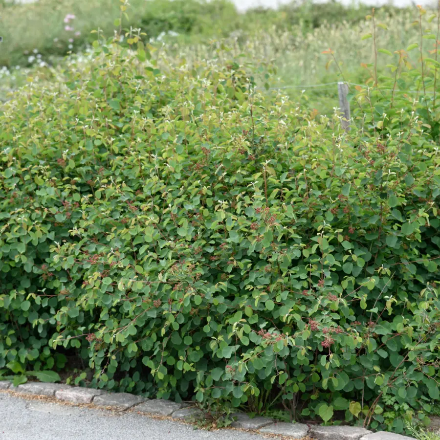 Bärhäggmispel 10-pack - Amelanchier alnifolia (Storlek: 50-80 barrot)
