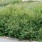 Bärhäggmispel 10-pack - Amelanchier alnifolia (Storlek: 50-80 barrot)