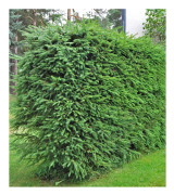 Gran 10-pack - Picea abies (Storlek: 25-40 barrot)