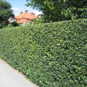 Trubbhagtorn 10-pack - Crataegus monogyna (Storlek: 50-80 barrot)