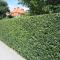 Trubbhagtorn 10-pack - Crataegus monogyna (Storlek: 50-80 barrot)