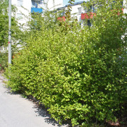 Häckhagtorn / Scharlakanshagtorn 10-pack - Crataegus intricata (Storlek: 50-80 barrot)