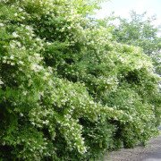 Liguster Bredbladig 10-pack - Ligustrum ovalifolium (Storlek: 50-80 barrot)