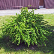 Häckberberis 10-pack - Berberis thunbergii (Storlek: 50-80 barrot)
