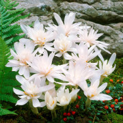 Tidlösa 1st - Colchicum autumnale Alboplenum
