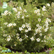 Ölandstok 10-pack - Dasiphora (Fruticosa) 'Abbotswood' (Storlek: E-planta 30-50 barrot)