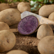 Sättpotatis Blaue Annelise Ekologisk (Storlek: 300g)