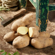 Sättpotatis Bintje (Storlek: 1kg)