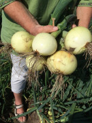 Sättlök Gul Boga Ekologisk - Allium cepa (Storlek: 250g)