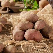 Sättpotatis Rosara - Årets Potatis 2023! (Storlek: 1kg)