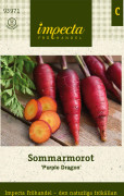 Morot Sommar Purple Dragon - Daucus carota subsp. sativus Purple Dragon