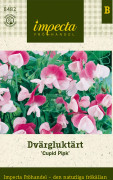 Dvärgluktärt Cupid Pink - Lathyrus odoratus var. Cupid Pink