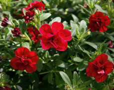 Småpetunia, Million Bells, Stickling 3-pack - Calibrachoa MiniFamous ® Uno Double Red