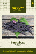 Purpurböna Velour - Phaseolus vulgaris (Brytböna-gr.)